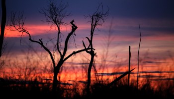 How Endangered Brazilian Timber Ends Up in the US