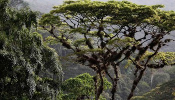 Nicaragua’s Forgotten Deforestation Crisis