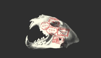 Inside South Africa’s Brutal Lion Bone Trade