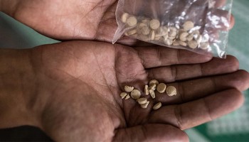 Iraqi Forces Seize 400,000 Captagon Pills Near Syrian Border in Major Drug Bust
