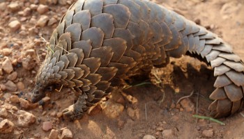 Pangolin, Ivory Trafficking Drops After Global Crackdown