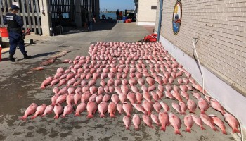 US Targets Gulf Cartel Over Illegal Fishing